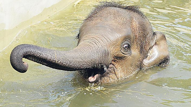 Herpesvirus: Asha, der junge Elefant ist in Budapest gestorben post's picture