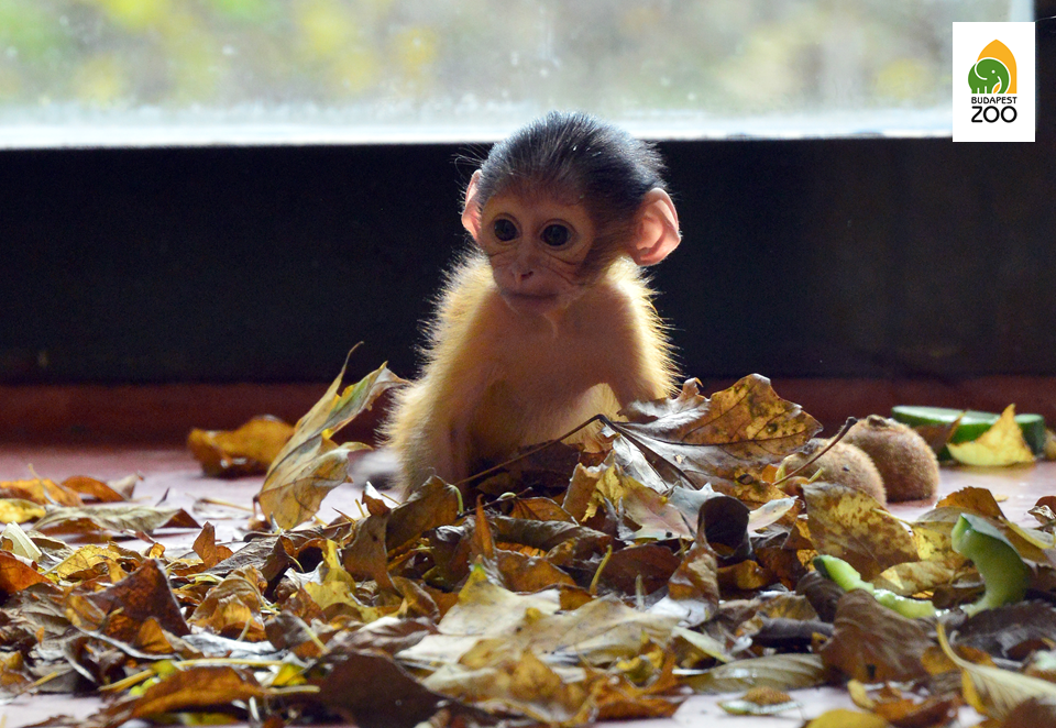 Seltenes Affenbaby in Budapester Zoo geboren post's picture