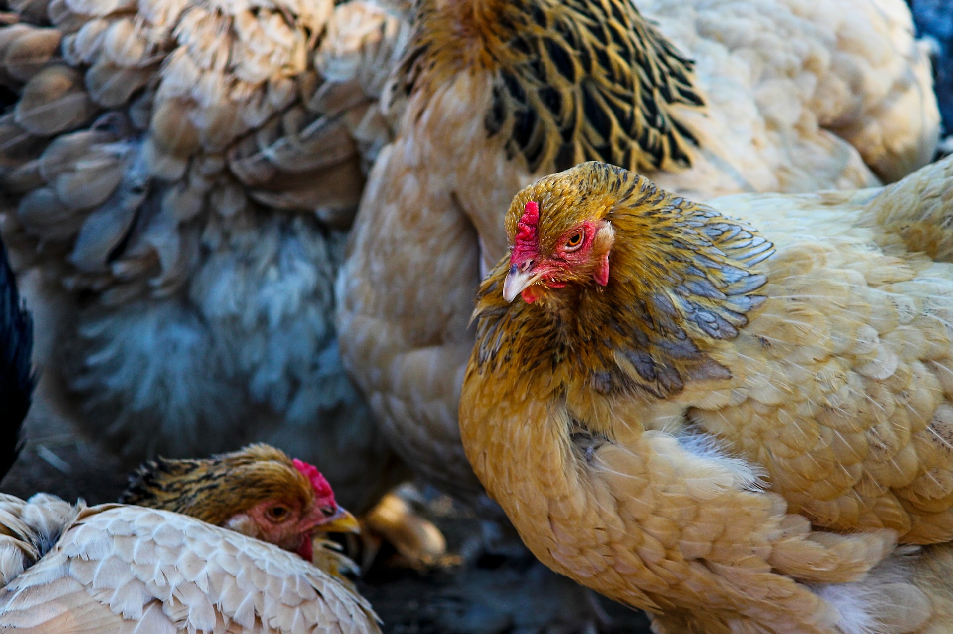 Vogelgrippe trifft 226 Farmen in Südungarn