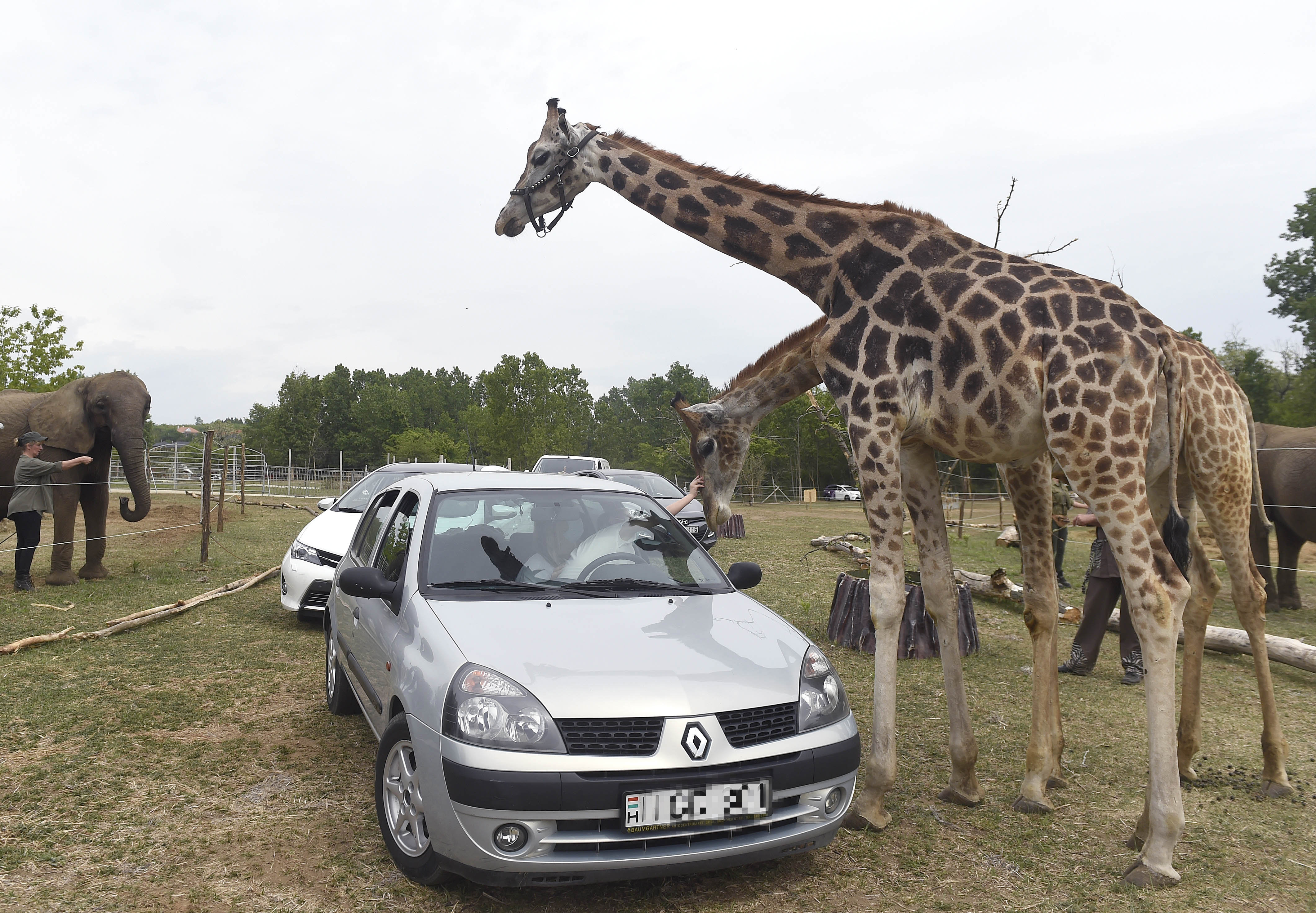 Ungarns erster Safari-Park eröffnet!