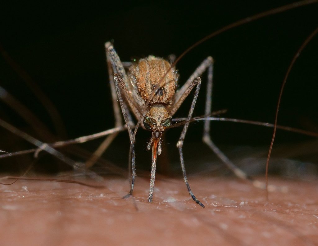 Mückeninvasion erreicht bald ihren Höhepunkt post's picture