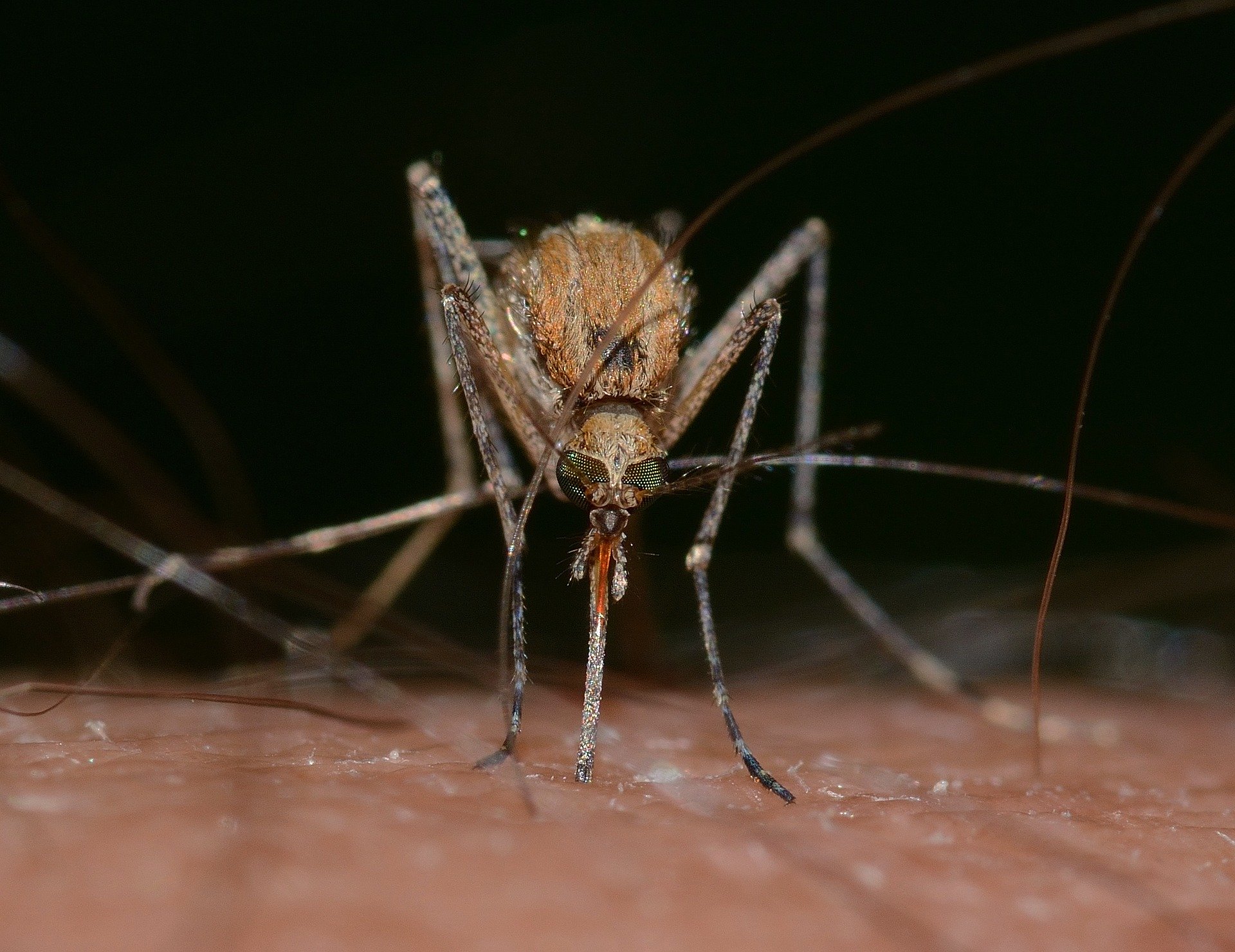 Mückeninvasion erreicht bald ihren Höhepunkt