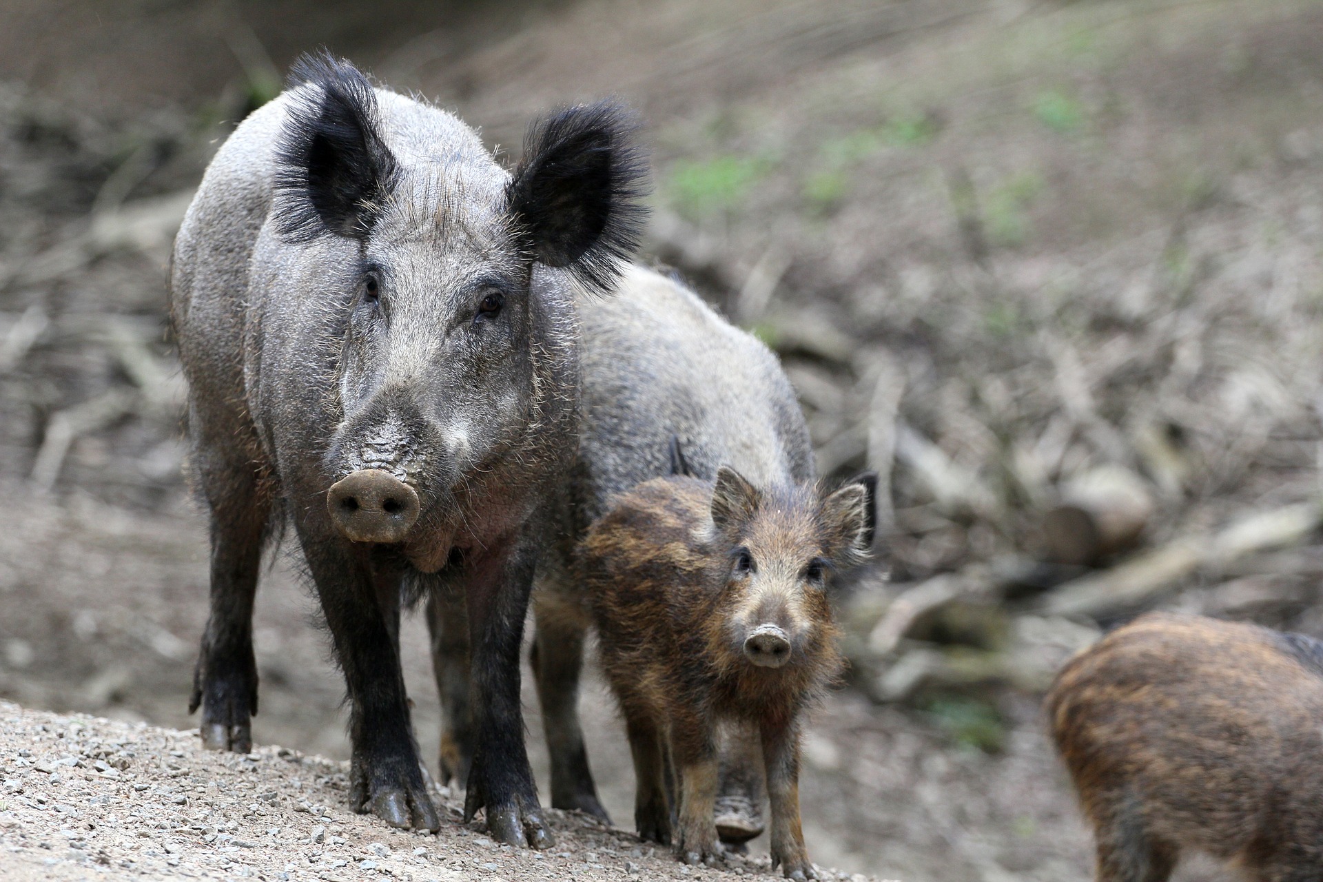 Bogenschützen kämpfen gegen Wildschweine in Buda