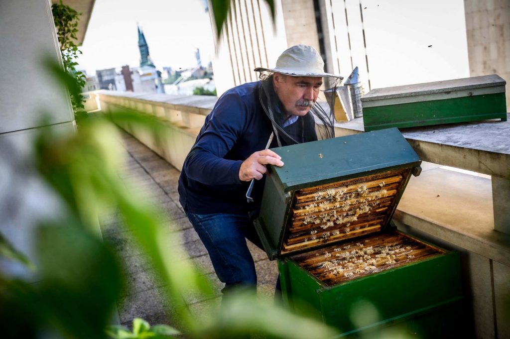 Landwirtschaftsminister präsentiert die Bienen des Ministeriums post's picture