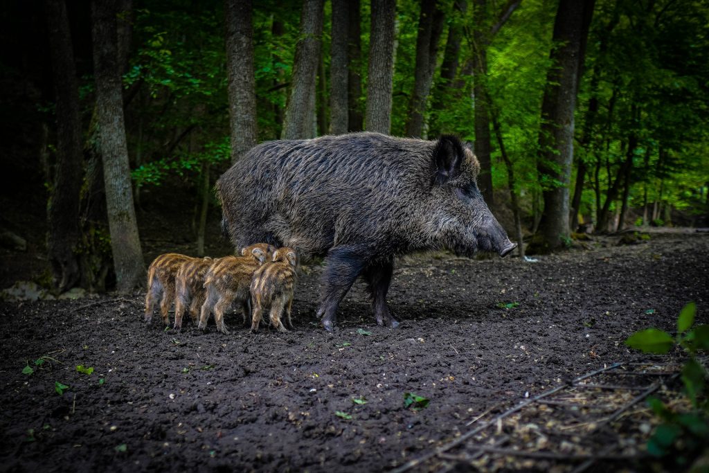 Afrikanische Schweinepest aus Zentralungarn gemeldet post's picture