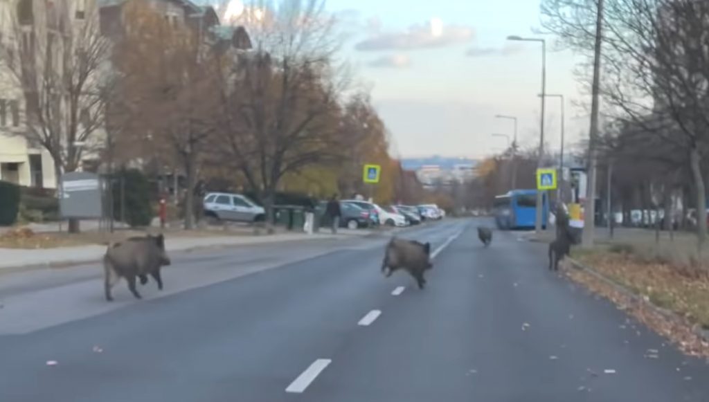 Wildschweine rennen im 11. Bezirk von Budapest umher – Video! post's picture