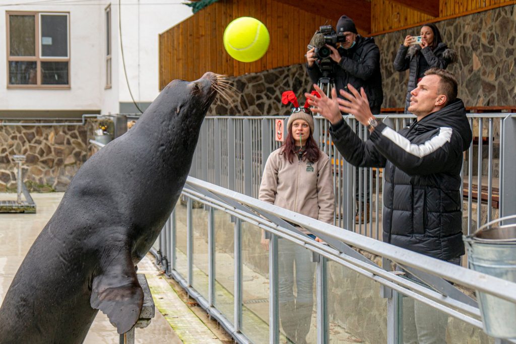 Ungarns Nr. 1 Tennisspieler Fucsovics adoptiert einen Seelöwen – FOTOS und VIDEO! post's picture