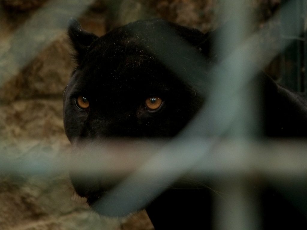 Schwarzer Panther soll in Kecskemét wieder aufgetaucht sein – VIDEO! post's picture