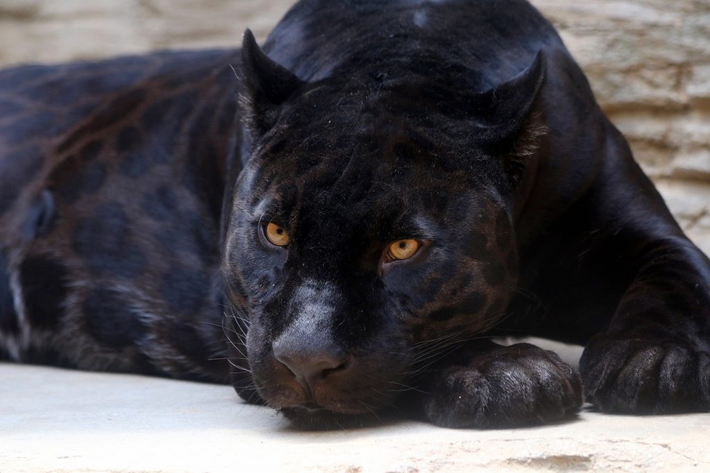 Schwarzer Panther, der in Ungarn gesichtet wurde, soll in tödlicher Gefahr sein post's picture