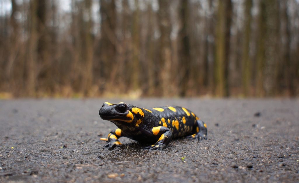 „Salamandertal“ in Budaliget wird zum Naturschutzgebiet post's picture