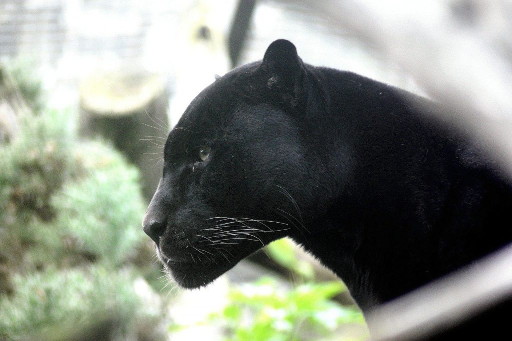 Schwarzer Panther bei Kiskunhalas gesichtet! -VIDEO! post's picture
