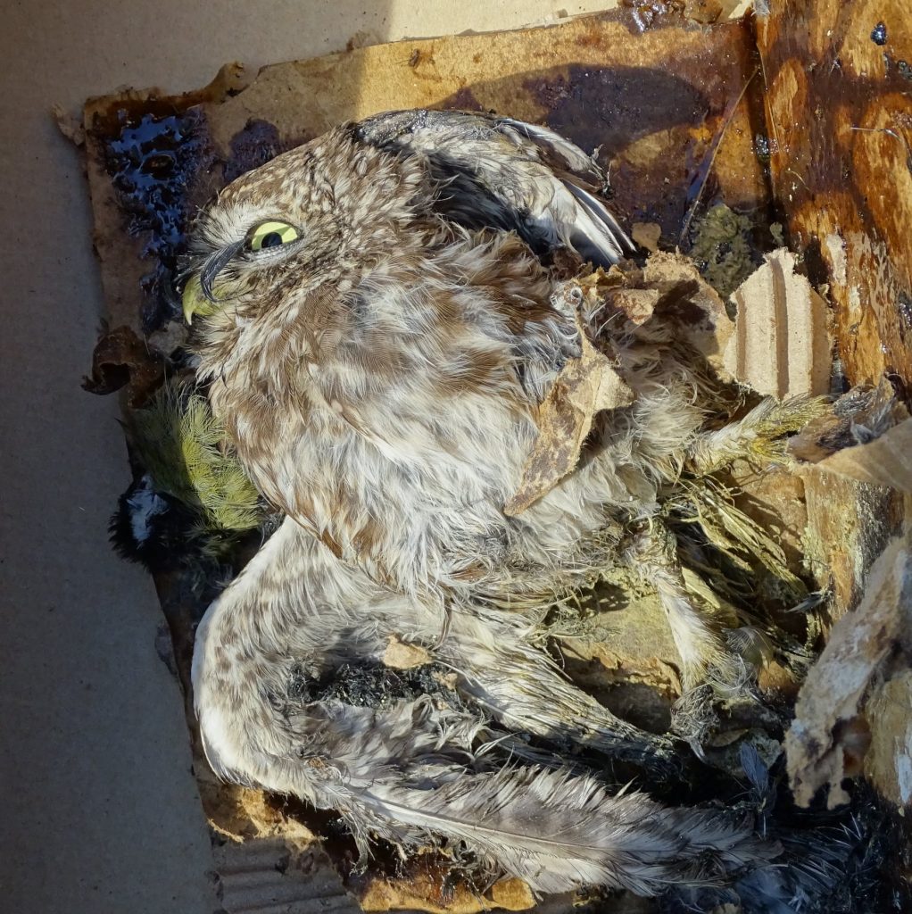 Drei Vögel durch Klebefalle für Mäuse getötet post's picture