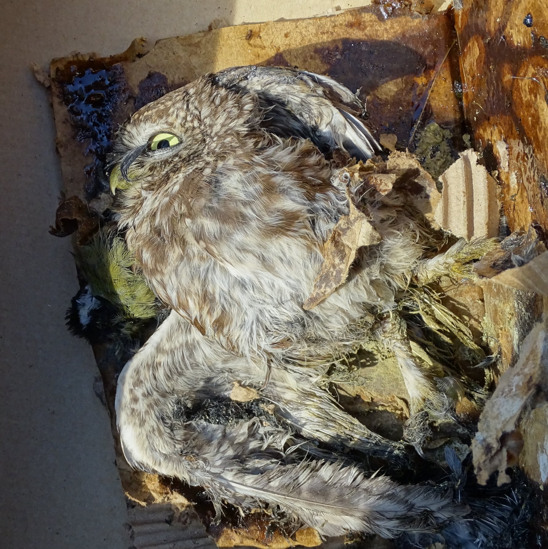 Drei Vögel durch Klebefalle für Mäuse getötet