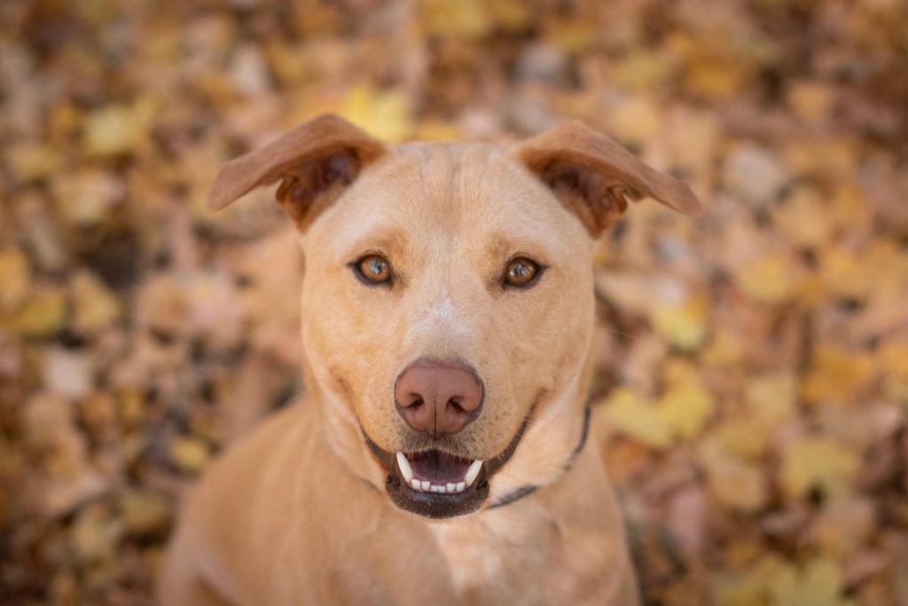 Ungarische Forschung beweist, dass Hunde zwischen Sprachen unterscheiden können post's picture
