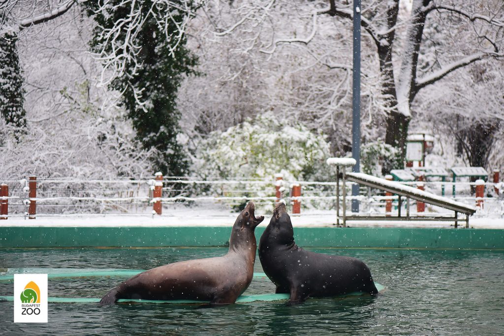 Budapester Zoo unter den besten in Europa post's picture