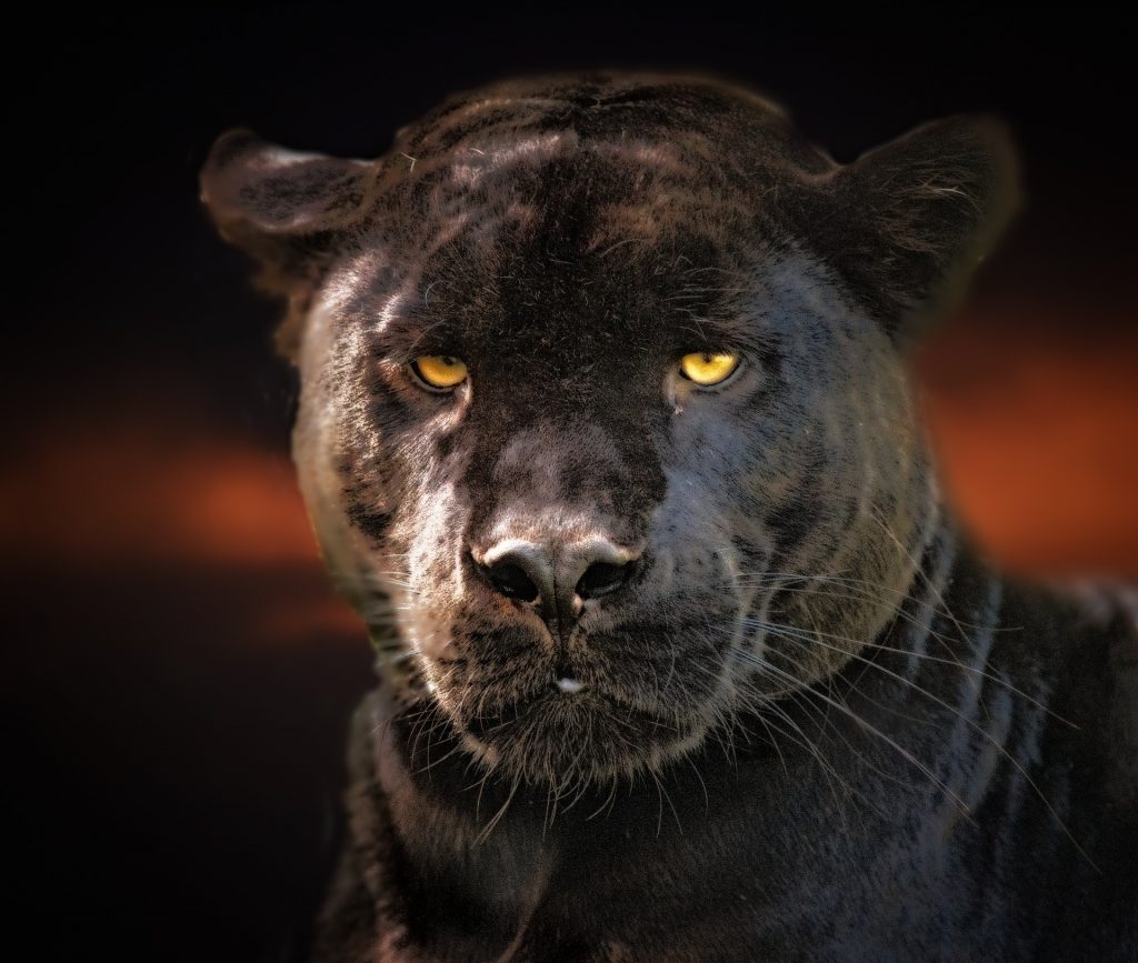 Mysteriöser schwarzer Panther soll erneut bei Szolnok aufgetaucht sein! post's picture