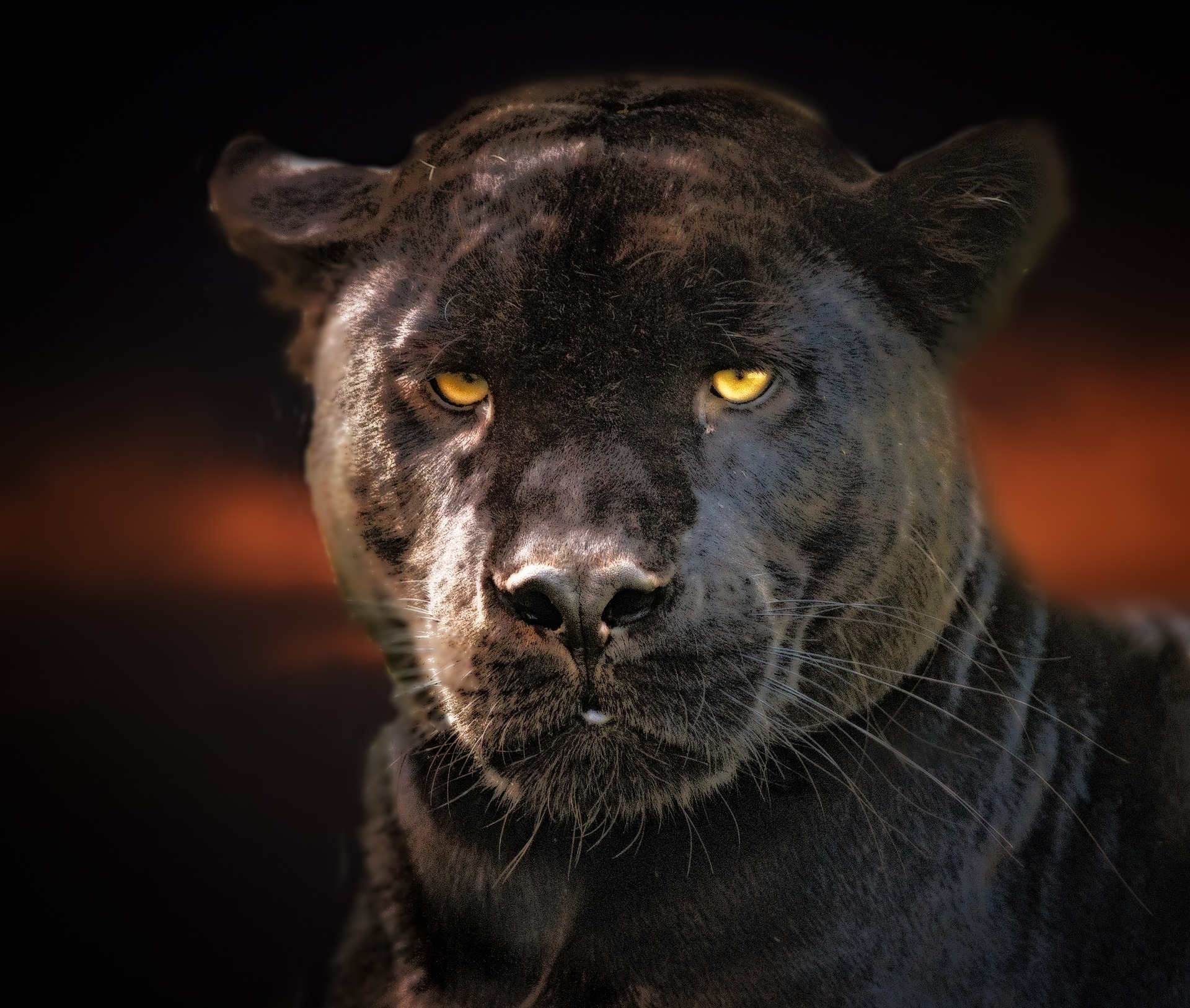 Mysteriöser schwarzer Panther soll erneut bei Szolnok aufgetaucht sein!