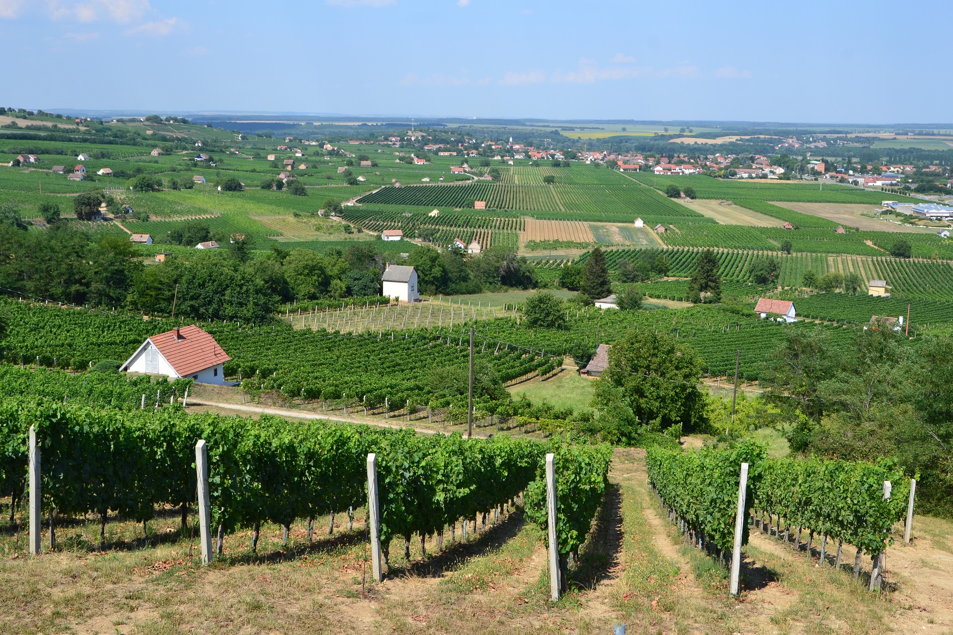 Ungarn ist zehntbeste Weintourismus-Destination