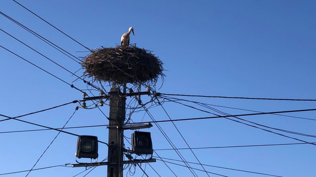 Kele, erster Storch des Landes ist angekommen post's picture