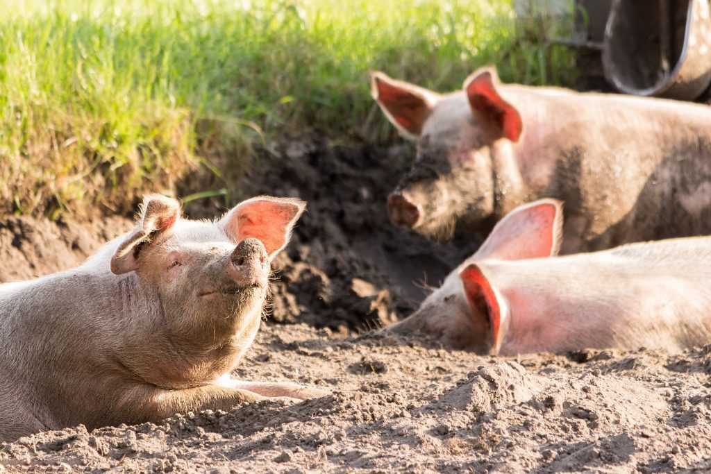 Preisexplosion bei Schweinefleisch steht bevor post's picture