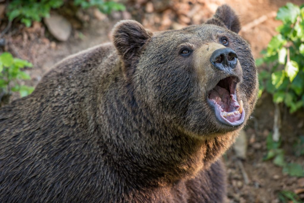200kg schwerer Bär in Nordungarn gesichtet post's picture