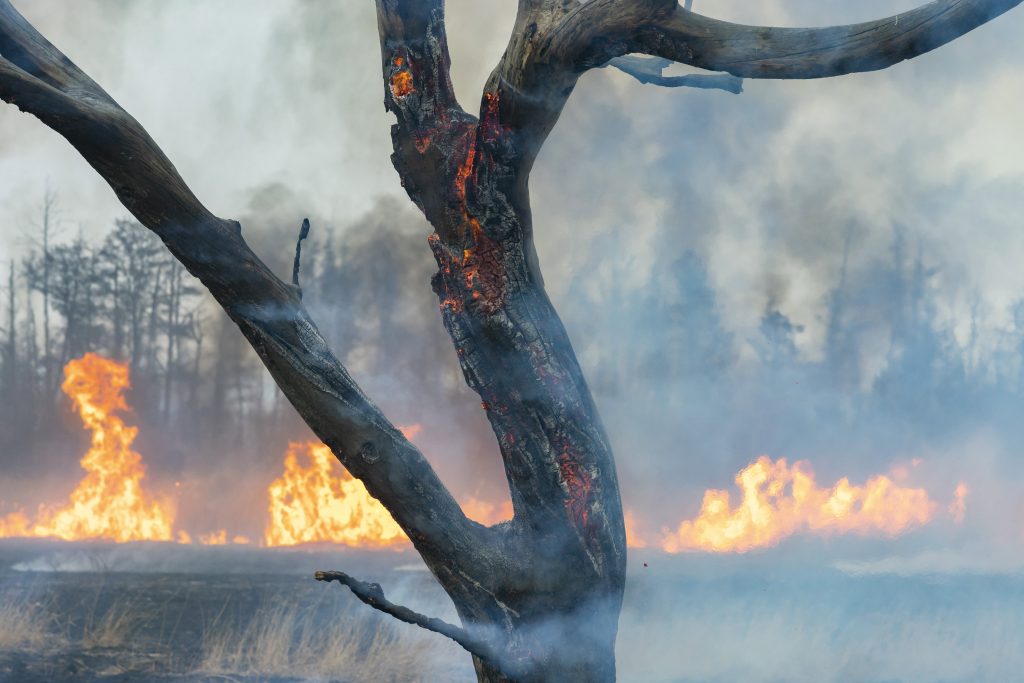 Trockenes Wetter: Tausende Waldbrände in diesem Jahr in Ungarn post's picture