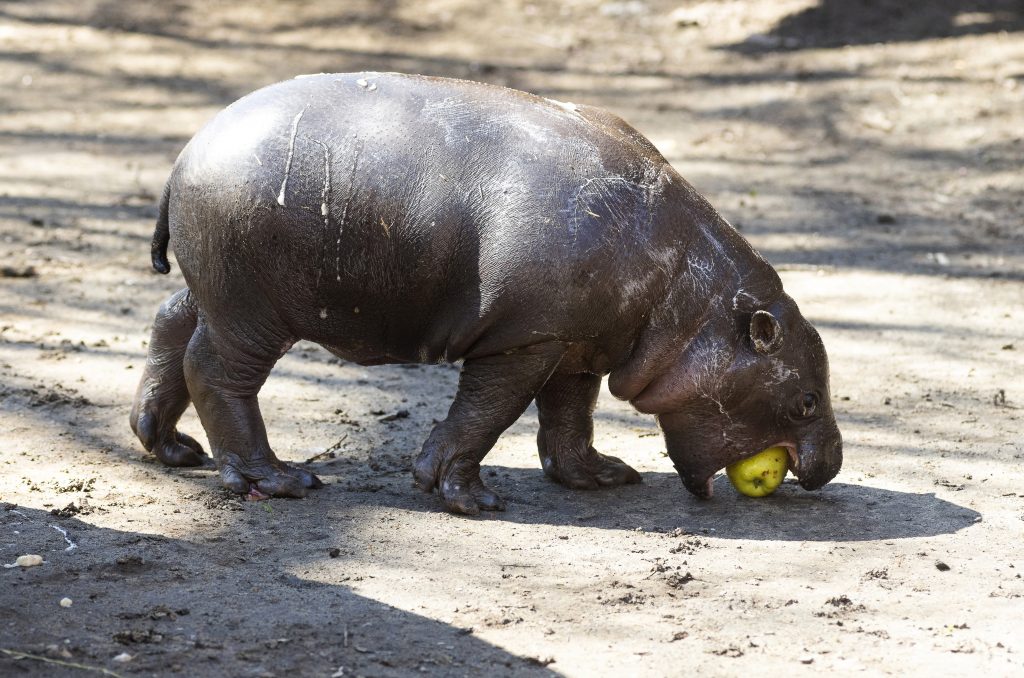 Niedliches Zwergflusspferd im Zoo von Nyíregyháza geboren – FOTOS post's picture