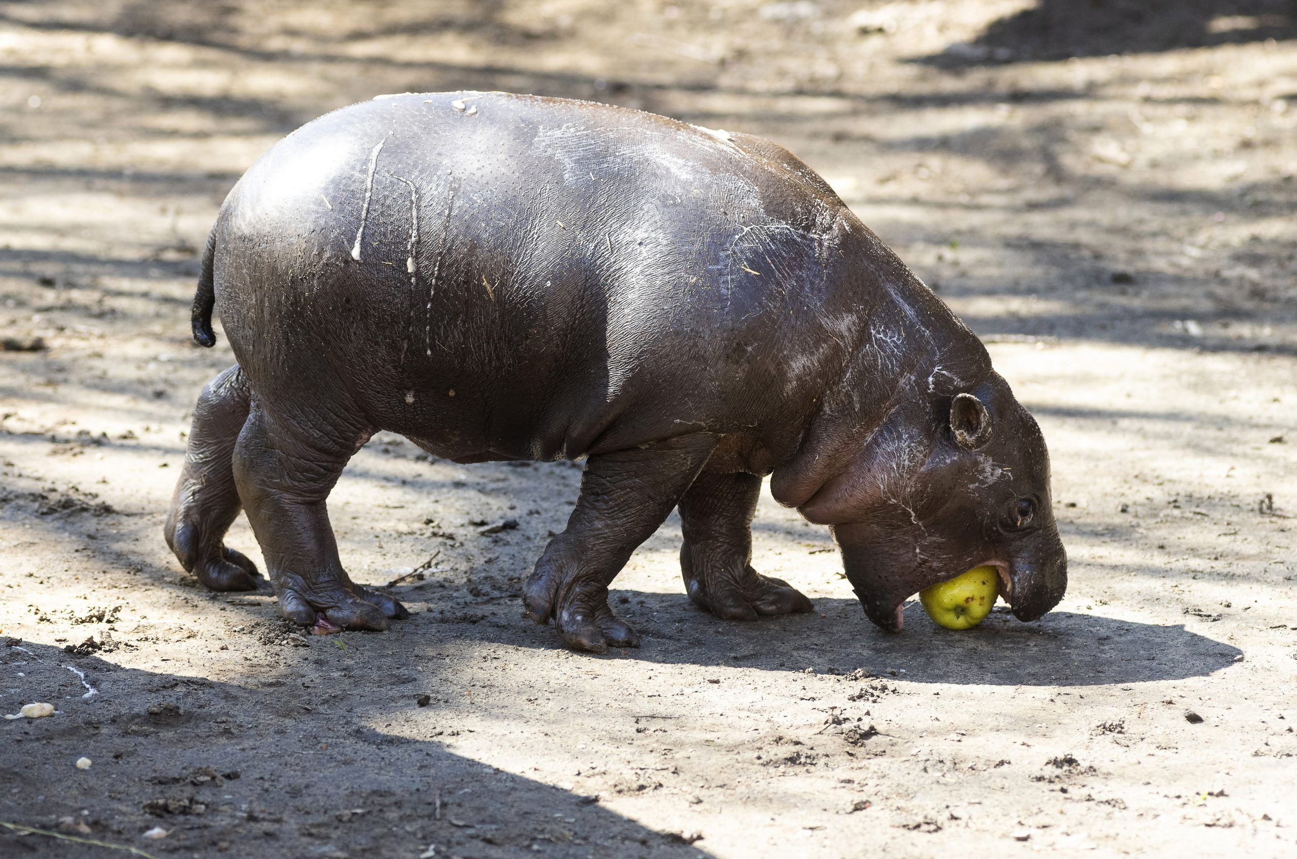 Niedliches Zwergflusspferd im Zoo von Nyíregyháza geboren - FOTOS