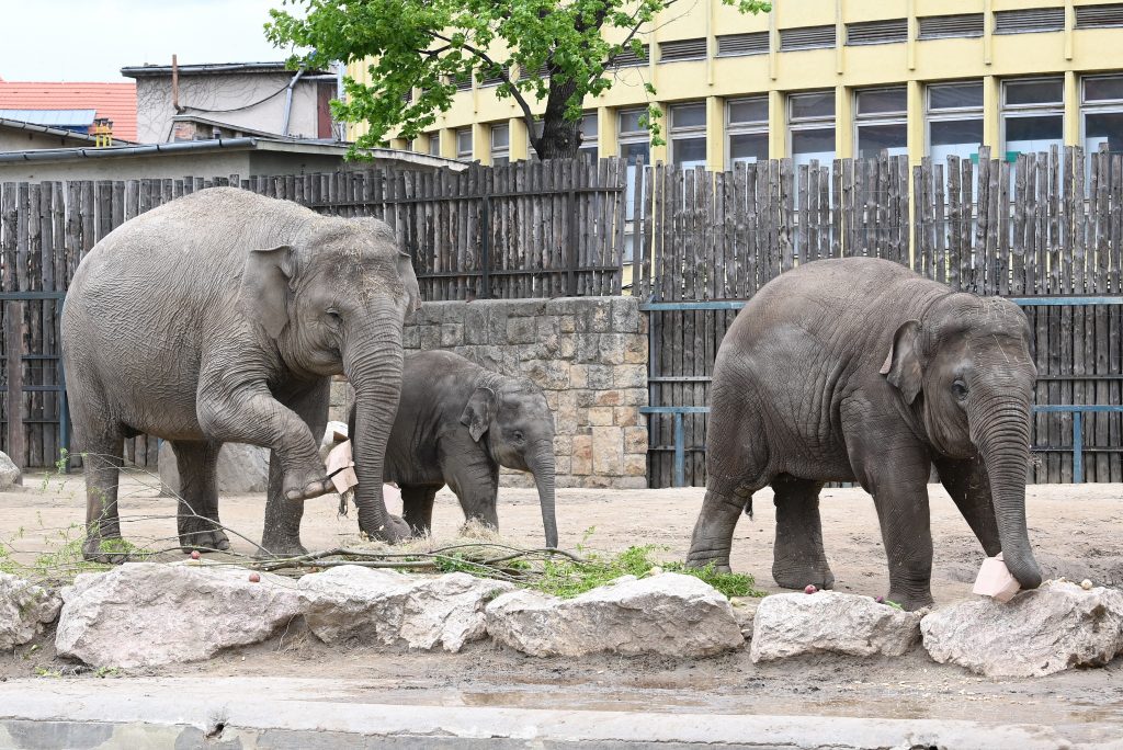 Geburtstag im Budapester Zoo: Samu, der Elefant, wurde ein Jahr alt – FOTOS! post's picture
