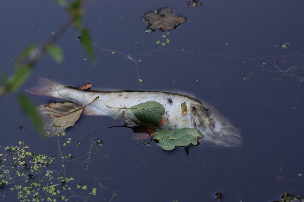 Teich im Budapester Stadtwäldchen vergiftet, alle Fische sind ausgestorben post's picture
