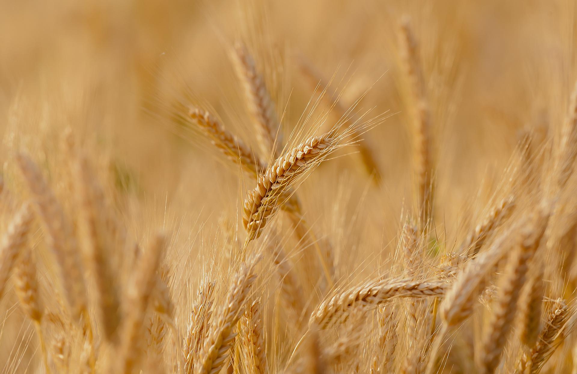 Trotz Regierungsmaßnahme wurden Getreideexporte aus Ungarn nicht gestoppt