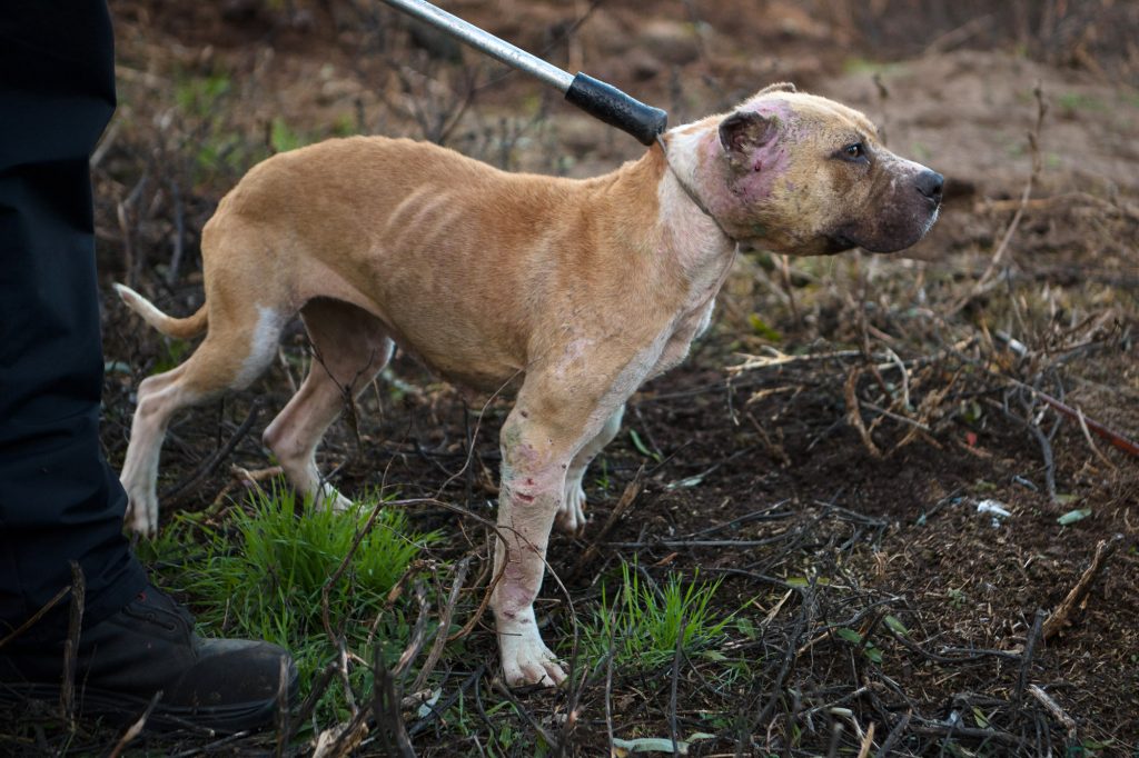 Illegale Tierkämpfe: 15 Verdächtige, 100 Kampfhunde beschlagnahmt post's picture