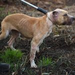 Illegale Tierkämpfe: 15 Verdächtige, 100 Kampfhunde beschlagnahmt