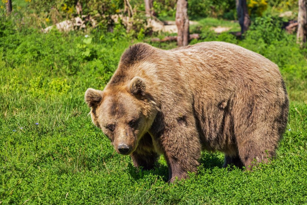 Der Bär tauchte in mehreren Siedlungen im Komitat Pest auf post's picture