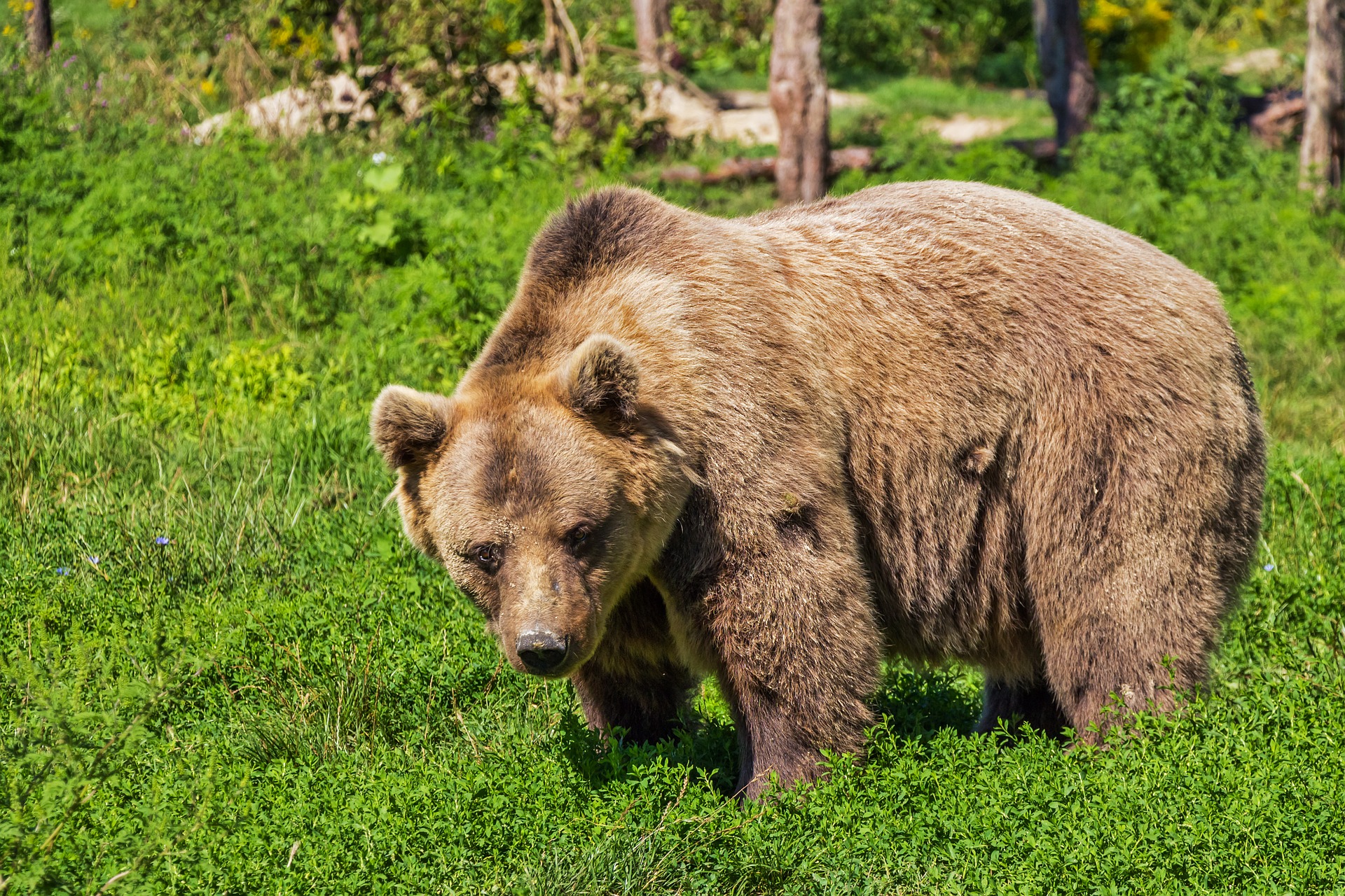 Der Bär tauchte in mehreren Siedlungen im Komitat Pest auf