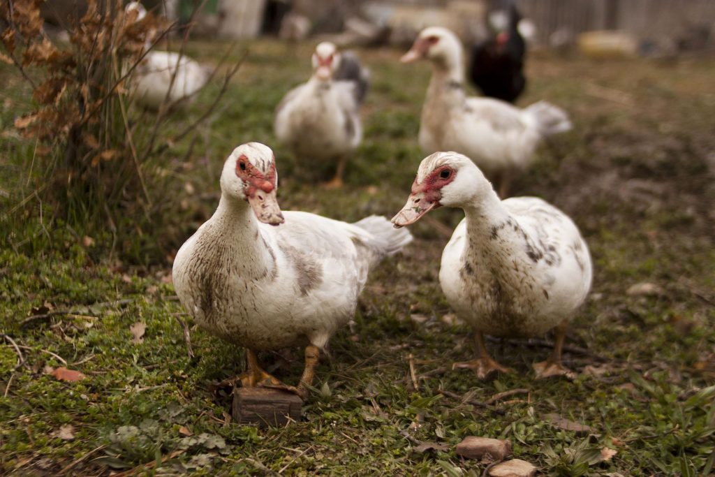 Vogelgrippe in Nordost-Ungarn entdeckt post's picture