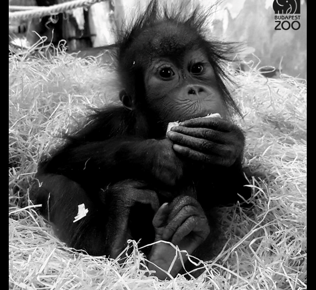Móric, der zweijährige Orangutan des Budapester Zoos, ist gestorben post's picture