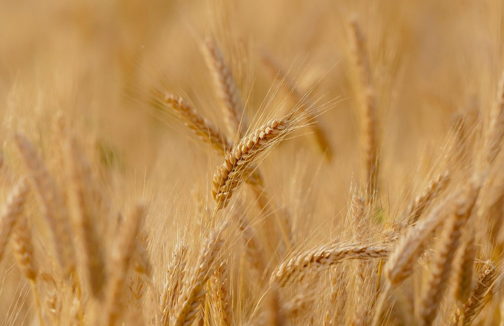 Mondelez weitet sein Programm für nachhaltigen Weizenanbau in Ungarn aus post's picture
