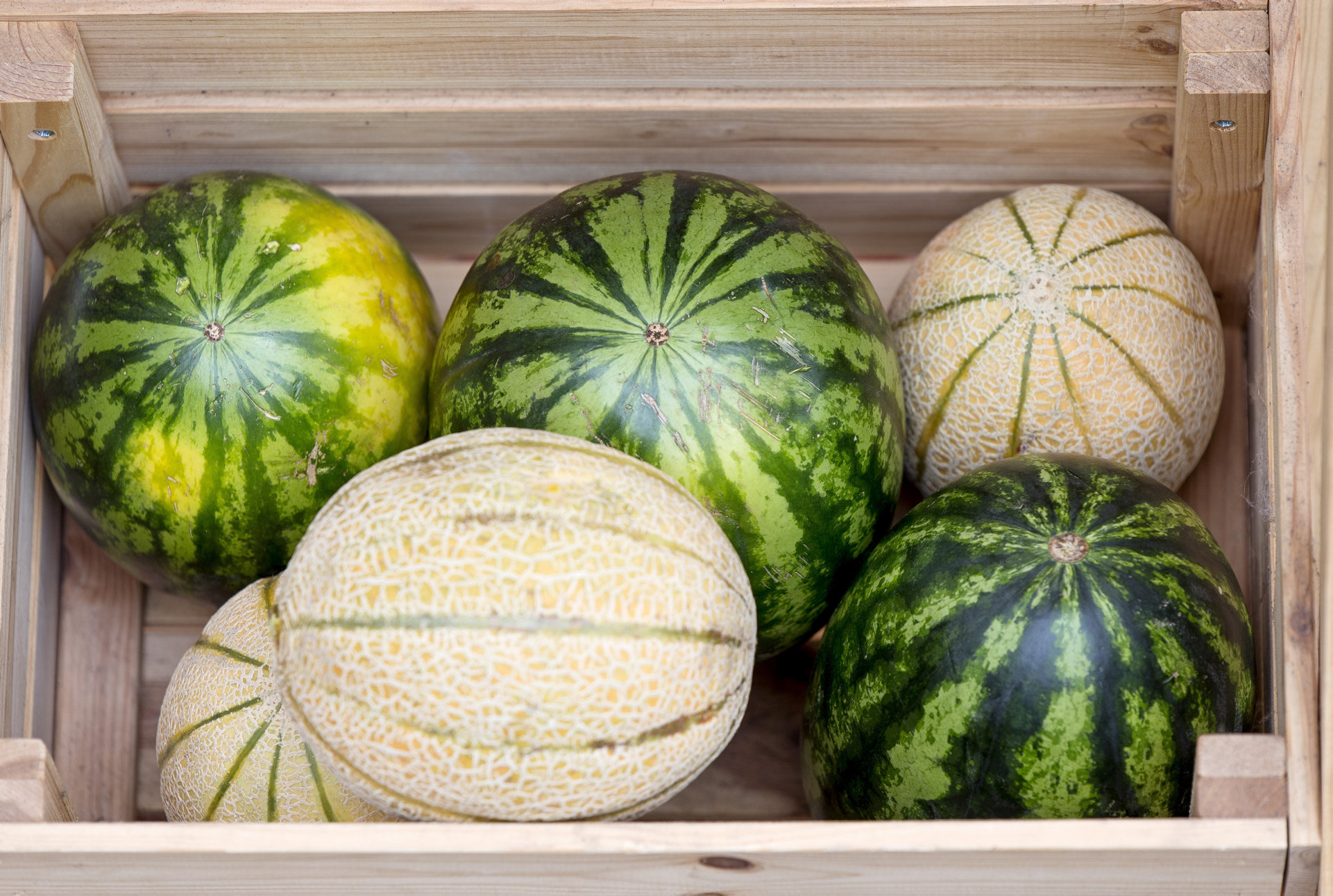 Ungerechtfertigten Preissenkungen der Supermärkte für Melonen könnten die heimischen Erzeuger vernichten