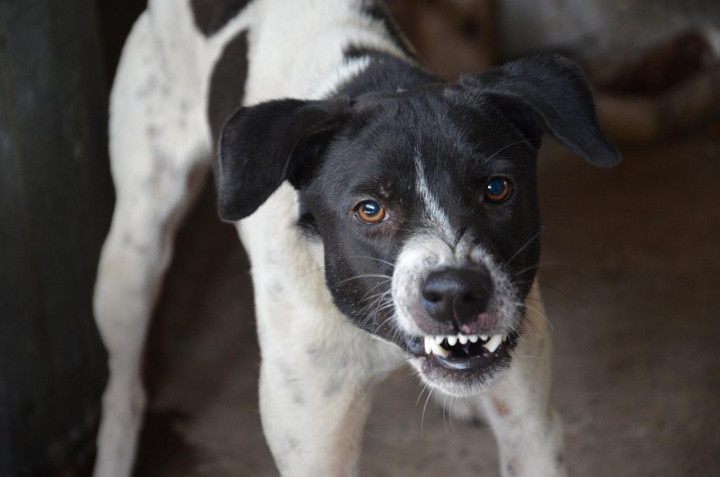 Gericht verurteilt acht Personen wegen illegaler Hundekämpfe post's picture