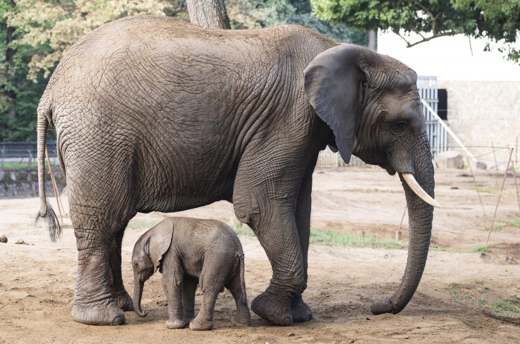 Afrikanischer Elefant im Nyíregyháza Zoo geboren post's picture