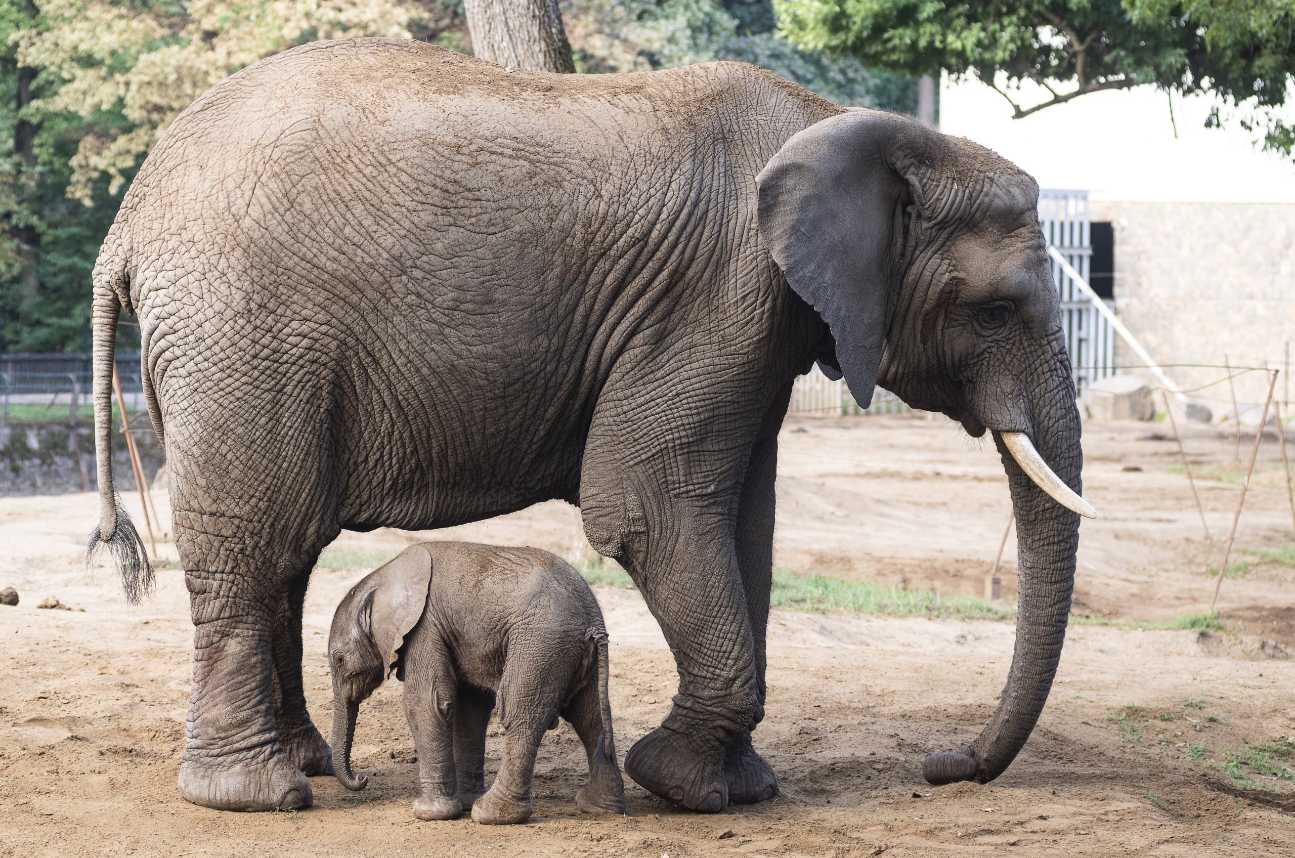 Afrikanischer Elefant im Nyíregyháza Zoo geboren