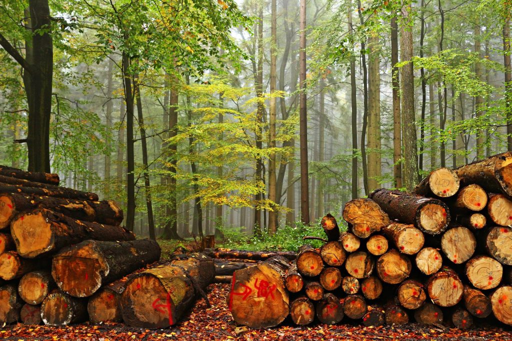 Neue Abholzungsregeln dienen der Nachhaltigkeit und dem Schutz der Wälder post's picture