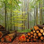 Neue Abholzungsregeln dienen der Nachhaltigkeit und dem Schutz der Wälder