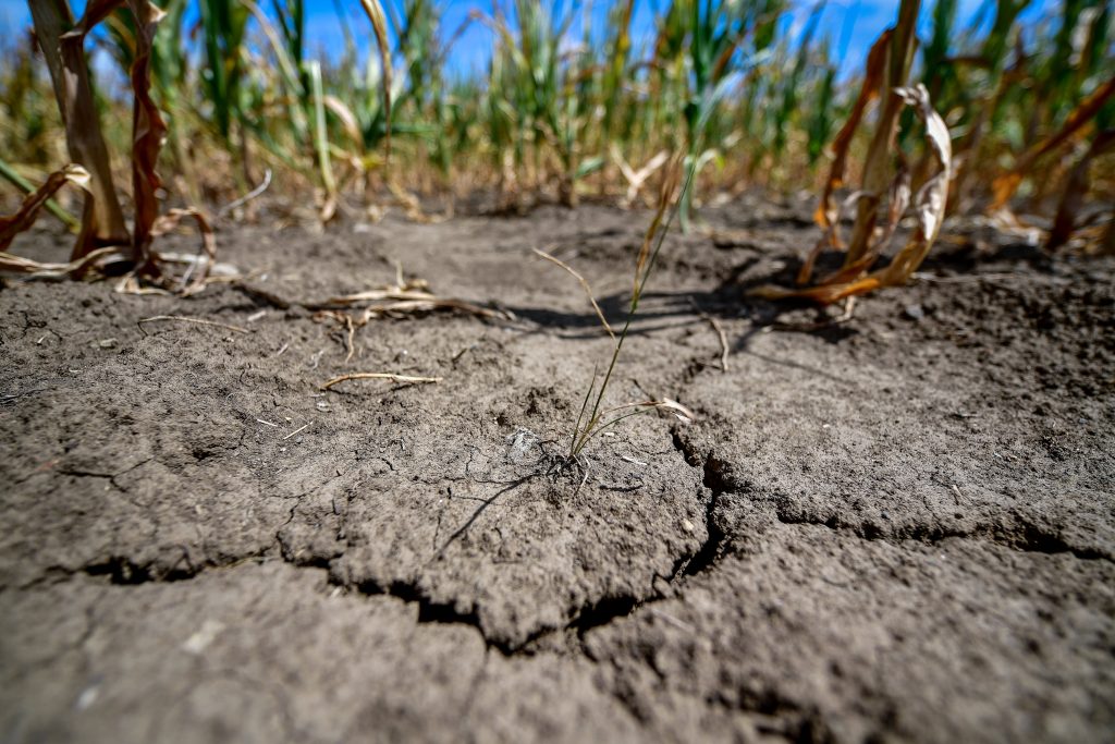 Dieses Jahr geht es um die Dürre in Ungarn post's picture
