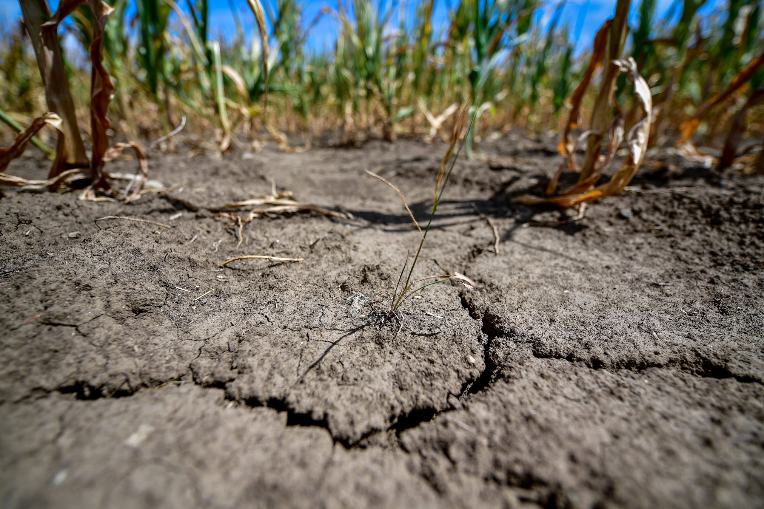 Dieses Jahr geht es um die Dürre in Ungarn