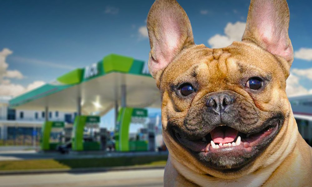 Hundechip-Lesegeräte an mehr als 150 Tankstellen verfügbar post's picture