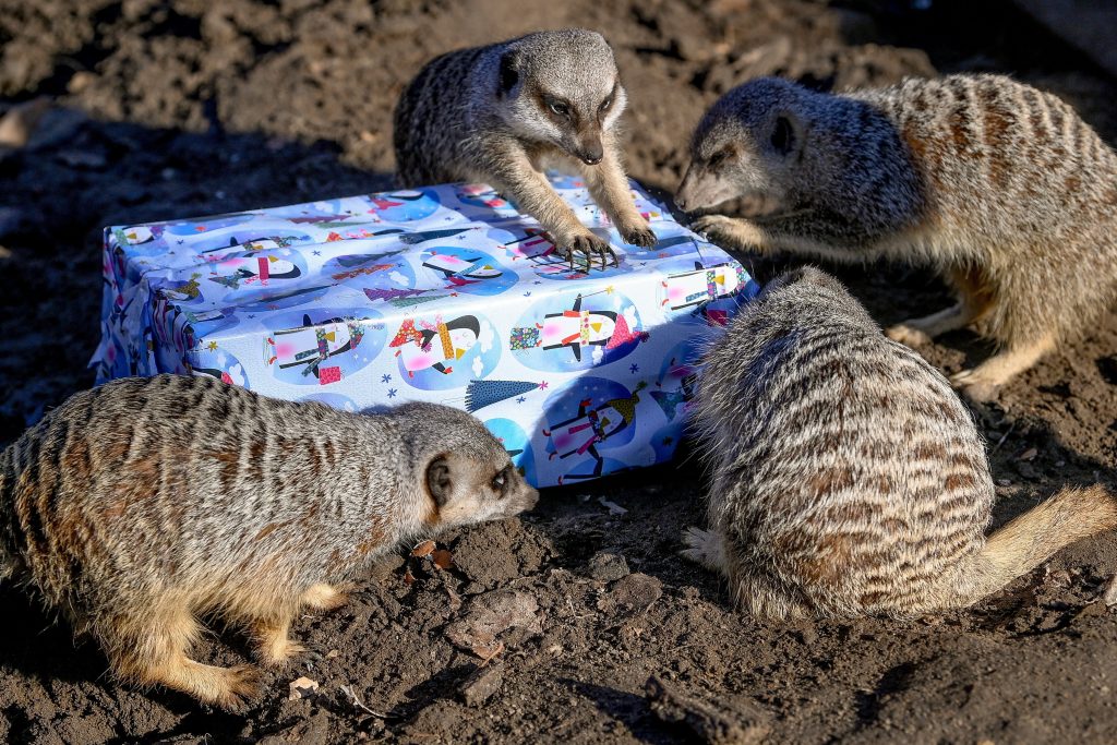 Tierisch schöne Weihnachten im Debreziner Zoo post's picture