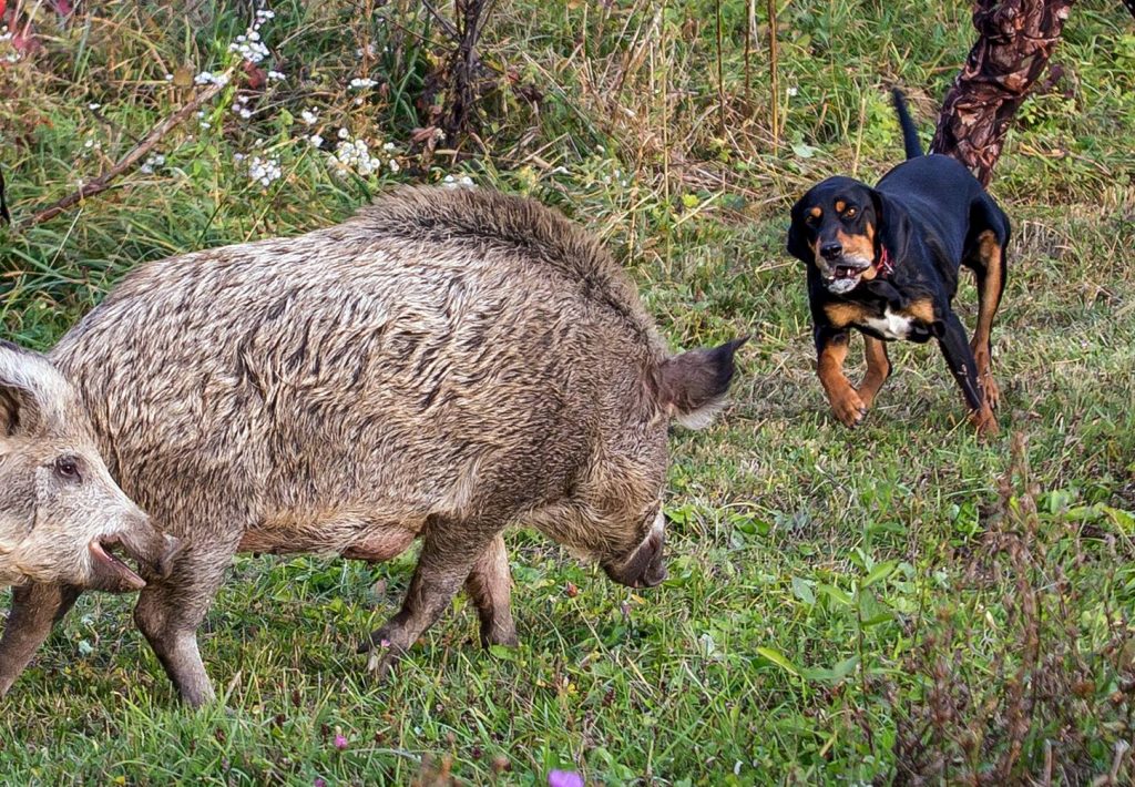 Gensubstanz ungarischer Hunderassen ist gesund post's picture