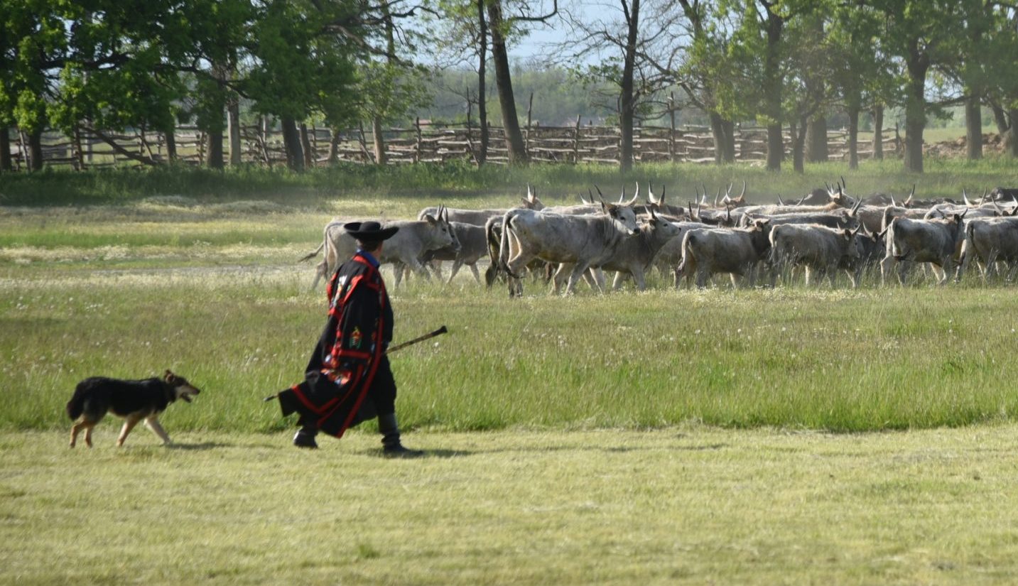 Im Bakony wird das Welttreffen der Hirten veranstaltet